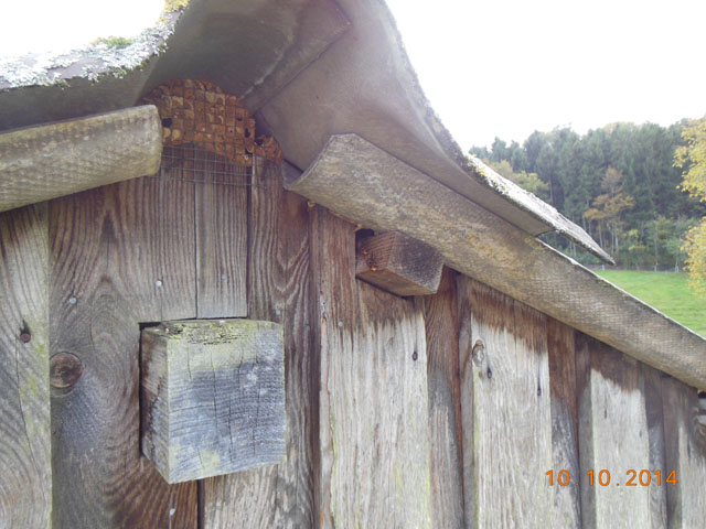 Hornissennest in Rebhausdachstock