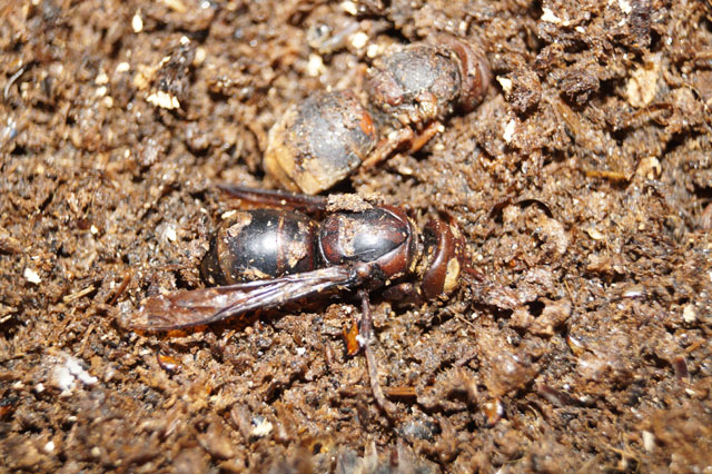 altkönigin aus kotstelle unter hornissennest Altkönigin aus Kotstelle unter Hornissennest