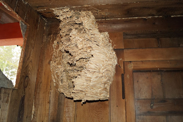 abgestorbenes hornissennest in waldhütte Abgestorbenes Hornissennest in Waldhütte
