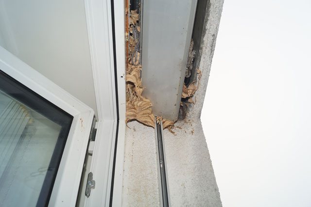 Hornissennest in Storennische