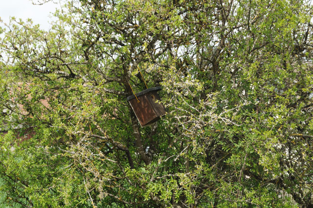 Hornissennest in Vogelnistkasten