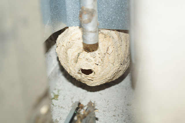 Hornissennest in Storennische
