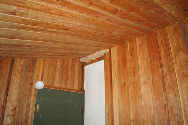 Hornissennest in Waldhtte