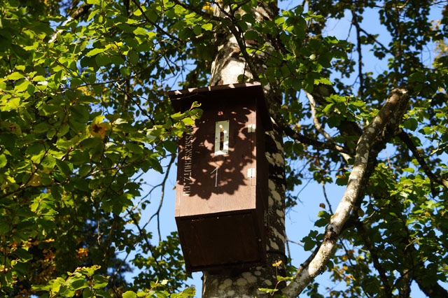 Hornissennest in Hornissenkasten 1