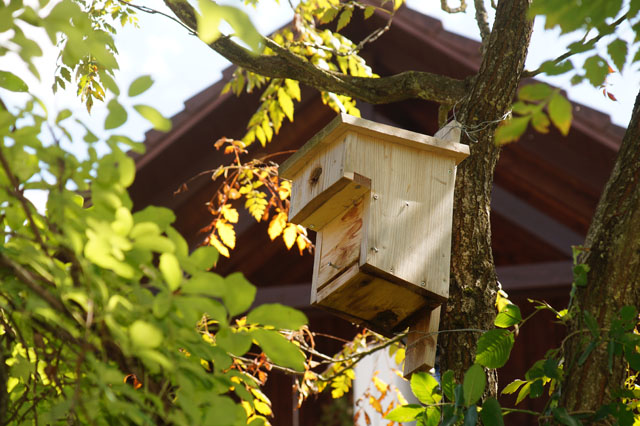 Hornissennest in Vogelnistkasten