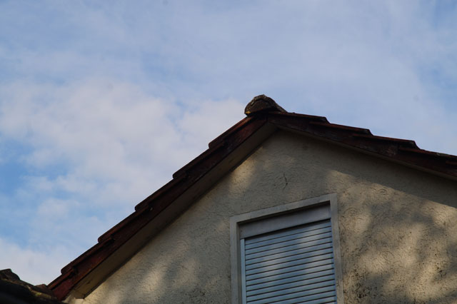 Hornissennest in Estrich