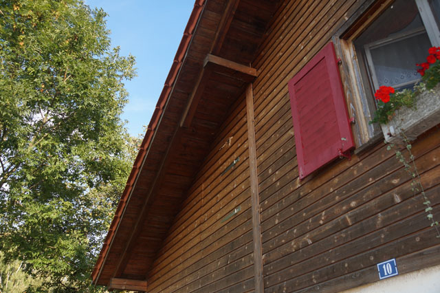 Hornissennest in Wandhohlraum