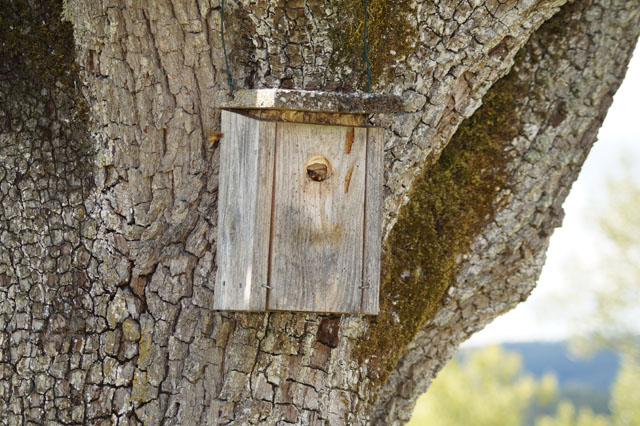 Hornissennest in Vogelnistkasten