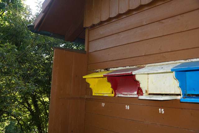 Hornissennest in Bienenhaus