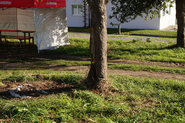 Hornissennest in Apfelbaumhhle