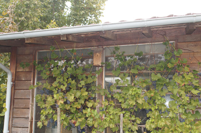 Hornissennest in Vogelnistkasten