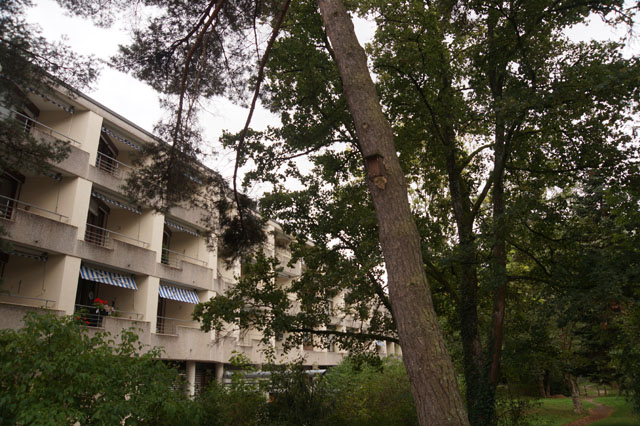 Hornissennest in Vogelnistkasten