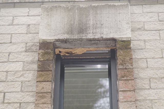 Hornissennest in Faltrollladenschacht
