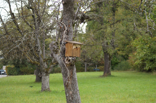Hornissennest in Vogelnistkasten