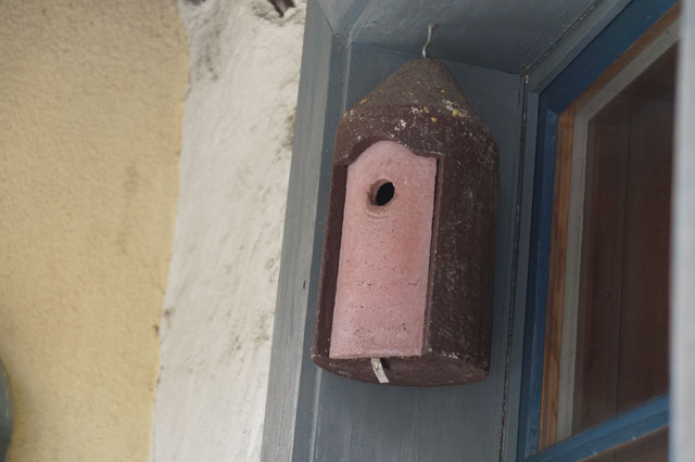 Hornissennest in Schwegler Meisennistkasten
