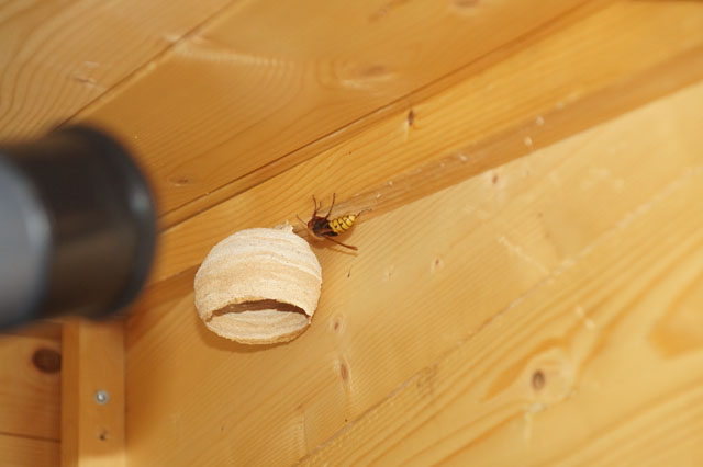 Hornissennest in Pooltechnik-Huschen