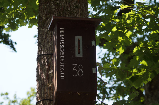 Hornissennest in Hornissenkasten 38