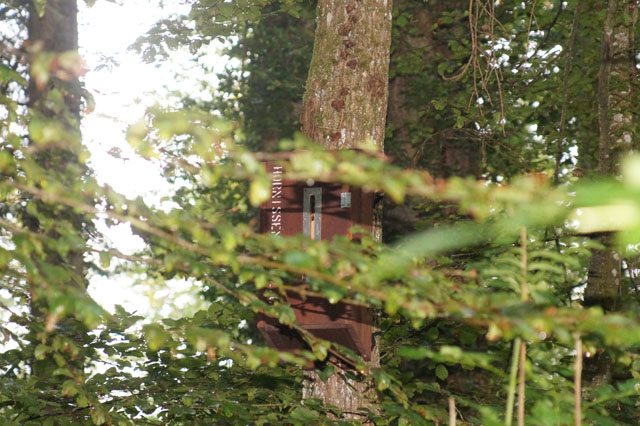 Hornissennest in Hornissenkasten 95