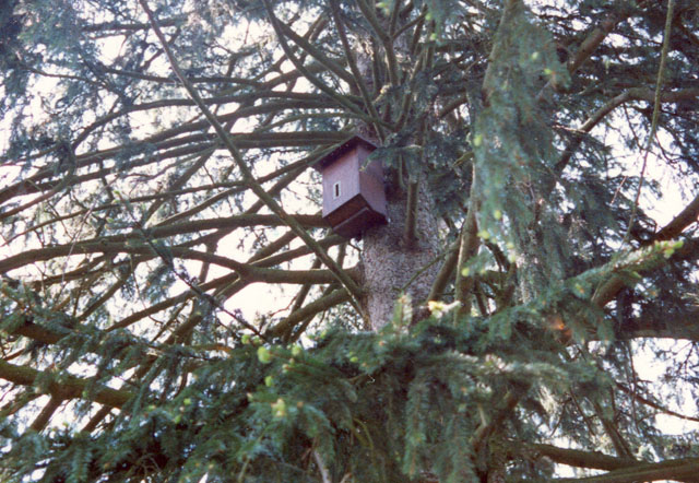 hornissenkasten 1: 1989 Erster Hornissenkasten Nr1 von 1989