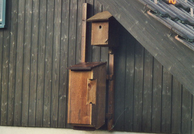 hornissenkasten 8: 1998 Hornissenkasten 8: 1998
