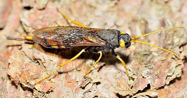 Weibchen der Riesenholzwespe von P. Krusche; 14.07.2013