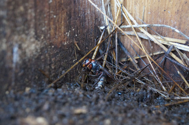 altkönigin in kotstelle unter hornissennest Altkönigin in Kotstelle unter Hornissennest