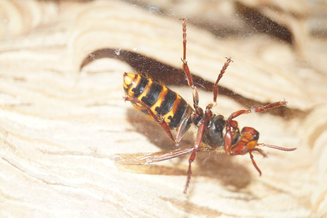 Hornissenkönigin auf Lorbeerblatt