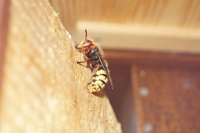 Hornissenkönigin auf Lorbeerblatt