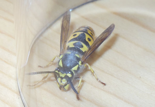 Königin gefangen im Schopf und freigelassen