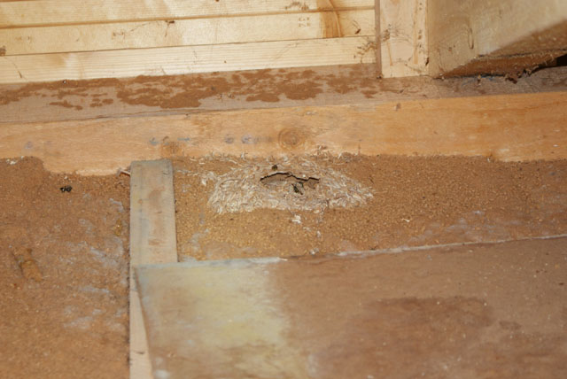 nest der gemeinen wespe aus deckenisolation Nest der Gemeinen Wespe aus Deckenisolation