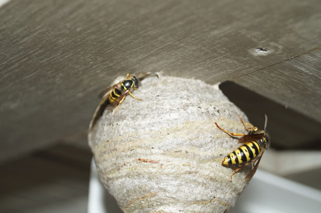 Weibchen läuft über Aussenhülle