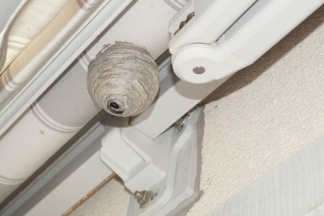 Nest der Mittleren Wespe von Sonnenstoren gezgelt