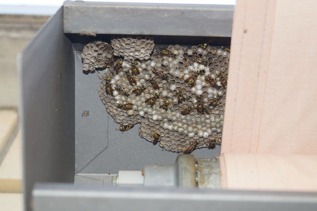Nest der Haus-Feldwespe an Sonnenstorenabdeckung