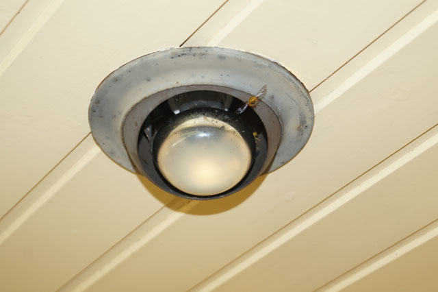 Deutsche Wespe ber Eingangsdecke