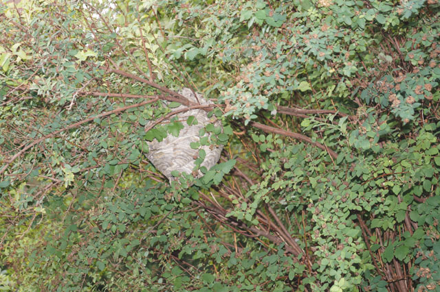 Mittleren Wespe in Strauch