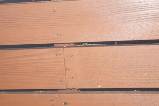Schsische Wespe in Dachuntersicht