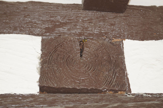 Deutsche Wespe in Deckenhohlraum