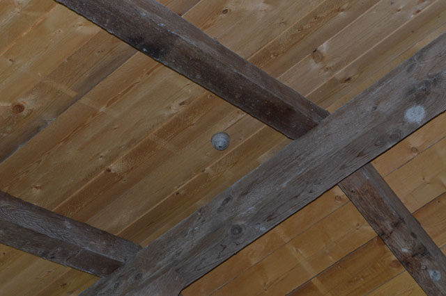 Mittlere Wespe unter Holzbrckendach