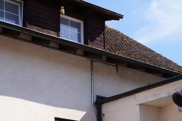 Deutsche Wespe in Zwischendach