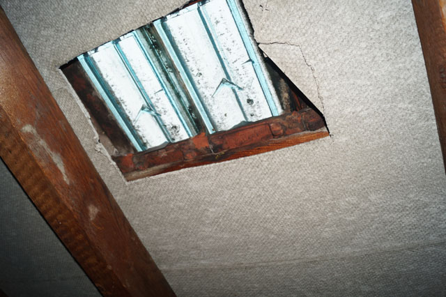 Deutsche Wespe in Deckenhohlraum