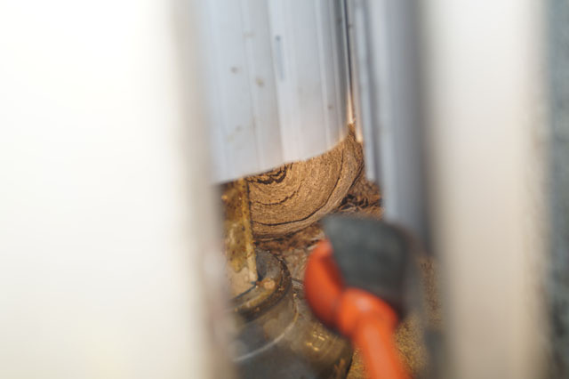 Schsische Wespe in Rollladenkasten
