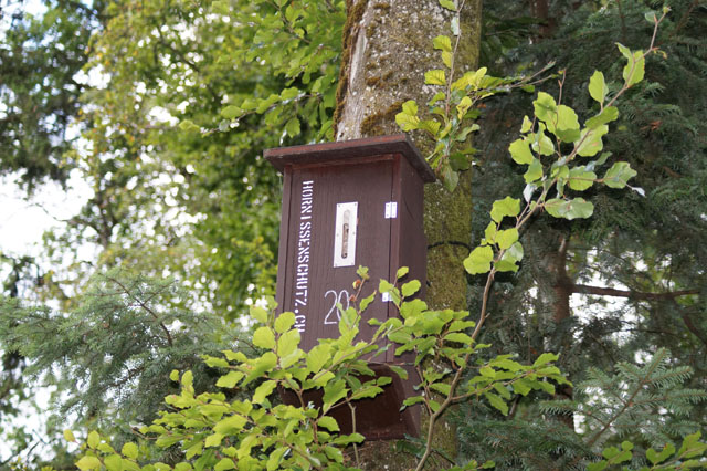 Deutsche Wespe in Hornissenkasten 20