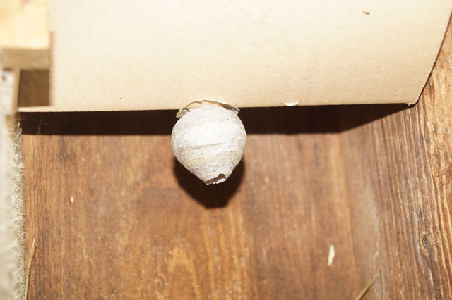 Schsische Wespe in Hornissenkasten 11