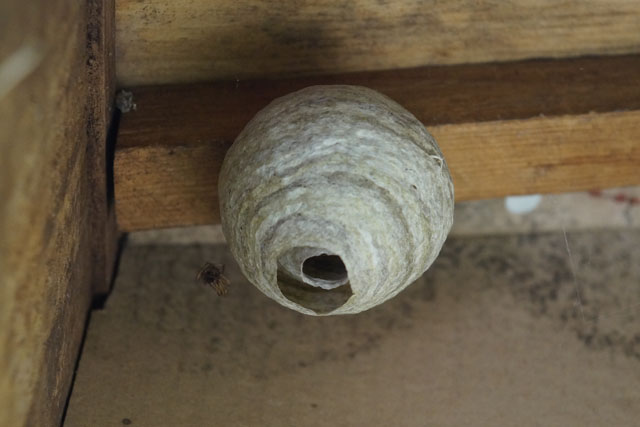 Schsische Wespe in Hornissenkasten 10
