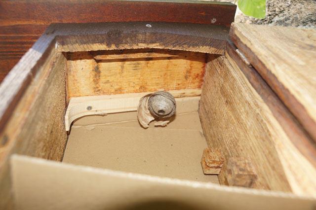 Schsische Wespe in Hornissenkasten 14