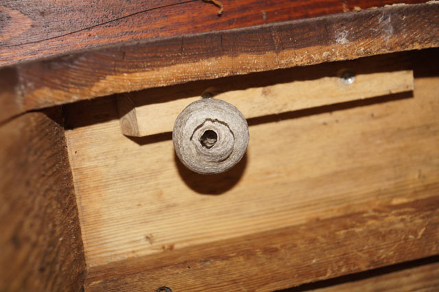 Schsische Wespe 1n Hornissenkasten 31