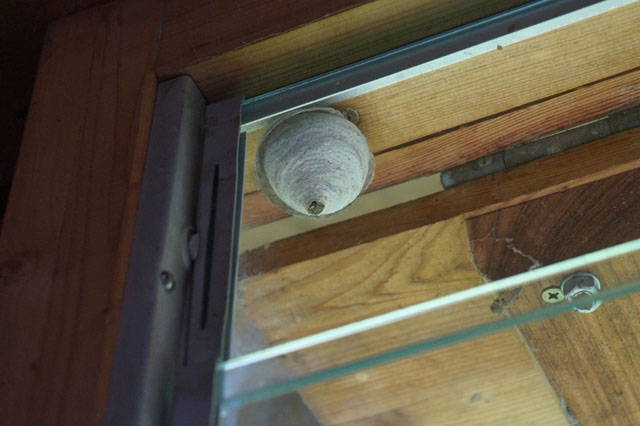 Schsische Wespe an Fenstersturtz