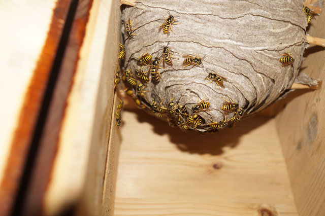 Jungkönigin der Waldwespe