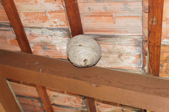 Schsische Wespe an Dachuntersicht