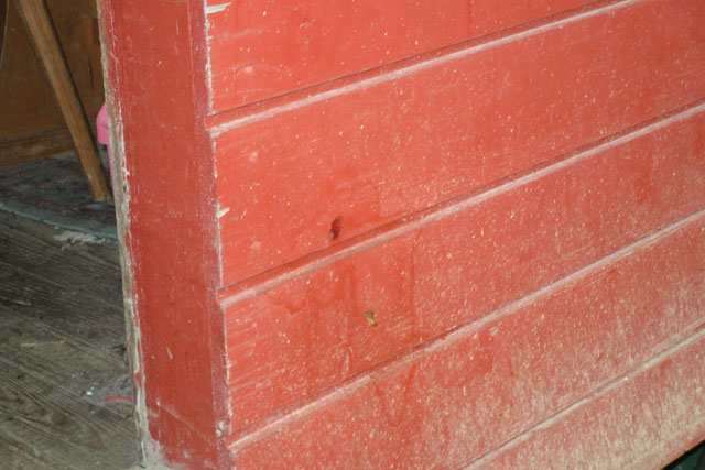 Schsische Wespe 1n Bienenhauswand